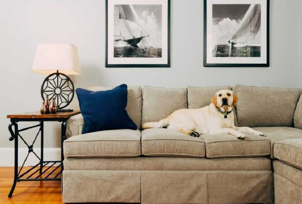 Dog-on-couch-image